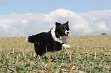 BORDER COLLIE 066